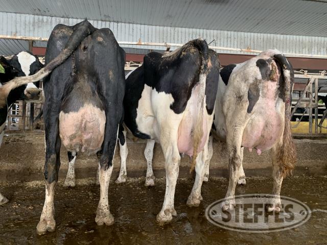 (31 cows) predominantly fresh Holstein cows